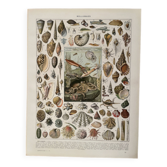 Lithographie sur les mollusques - 1900