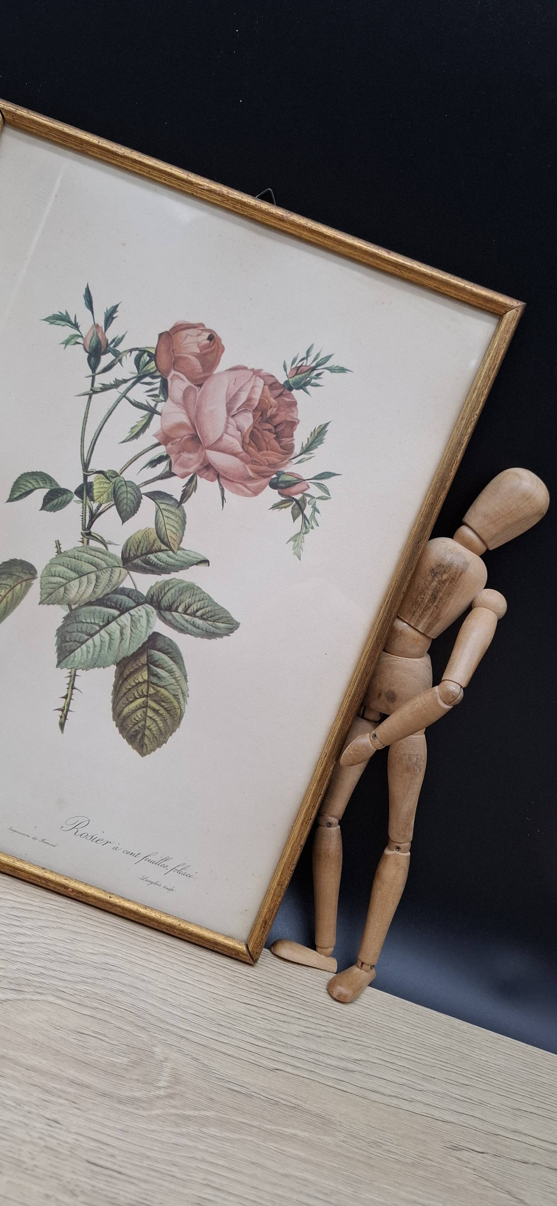 Botanical lithograph Hundred-leaf rose bush PJ Redouté