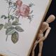 Lithographie botanique Rosier cent feuilles foliacé PJ Redouté