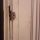 Haussmann door 83x219cm