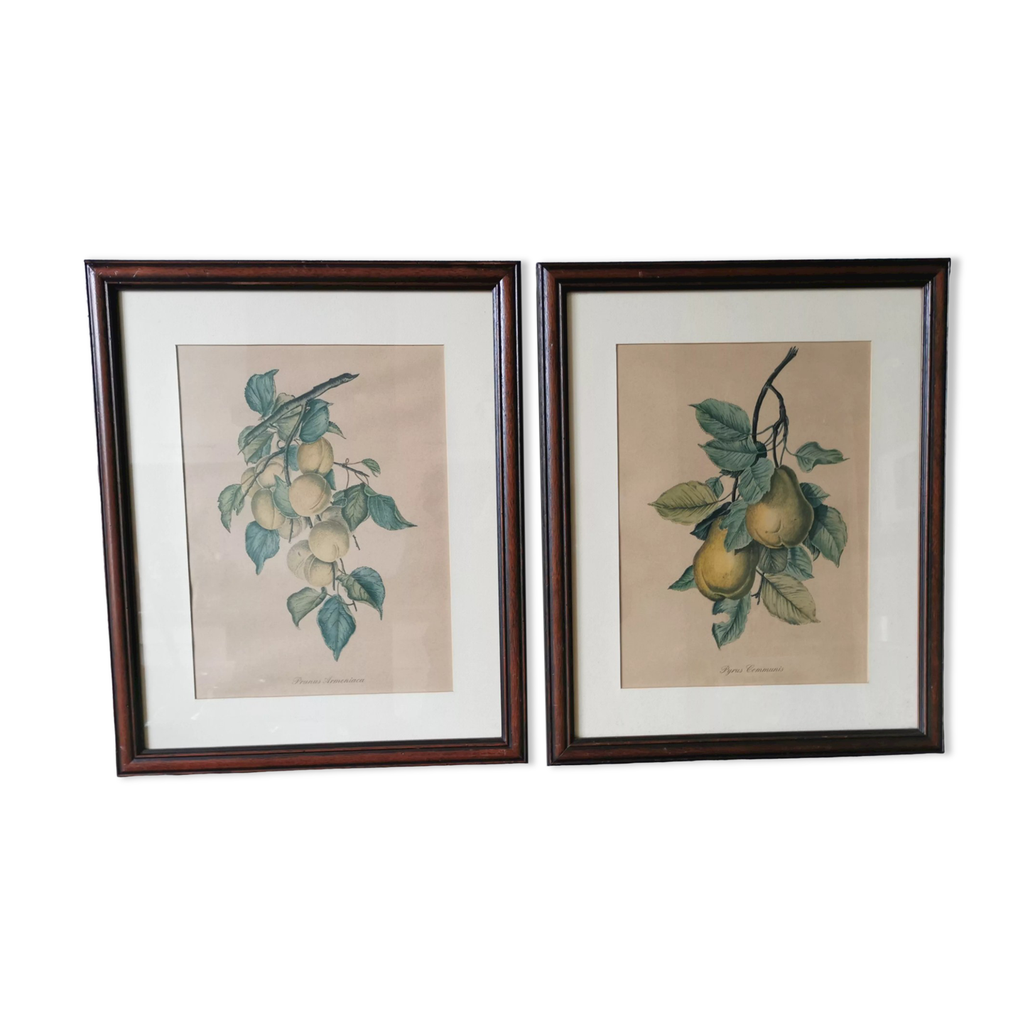 2 tableaux reproduction poires et prunes