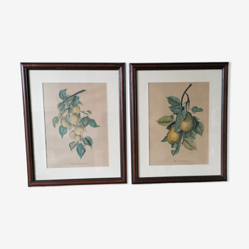 2 tableaux reproduction poires et prunes