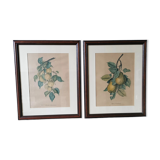 2 tableaux reproduction poires et prunes