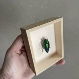 Beetle under glass