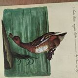 9 illustrations of ducks