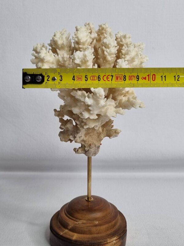 Ancien corail ornemental Acropora sur socle en bois massif, 21 cm