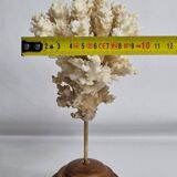 Ancien corail ornemental Acropora sur socle en bois massif, 21 cm