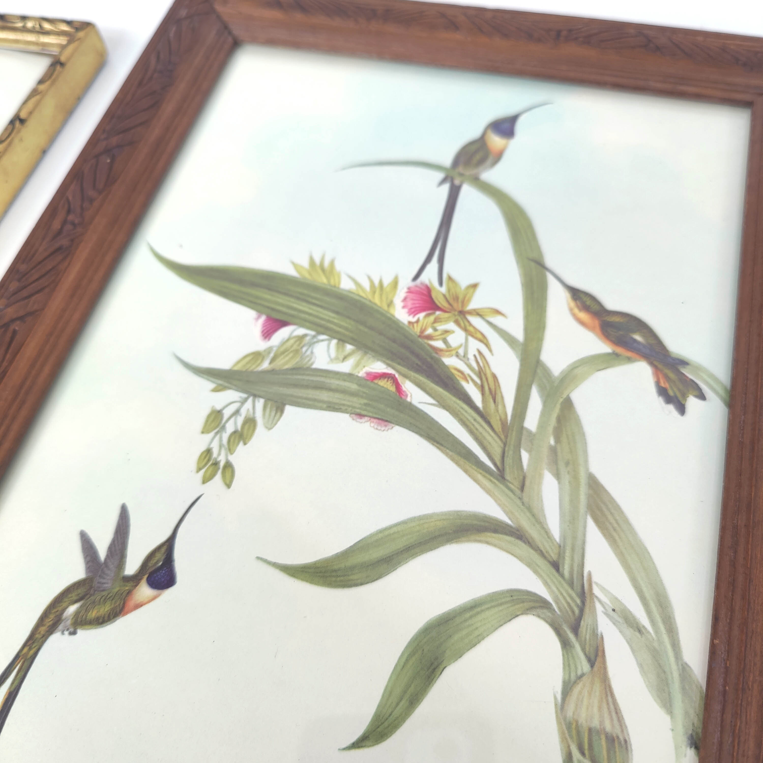 Lot 2 wooden frames botanical illustrations J. Gould and HC Richter