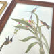 Lot 2 wooden frames botanical illustrations J. Gould and HC Richter