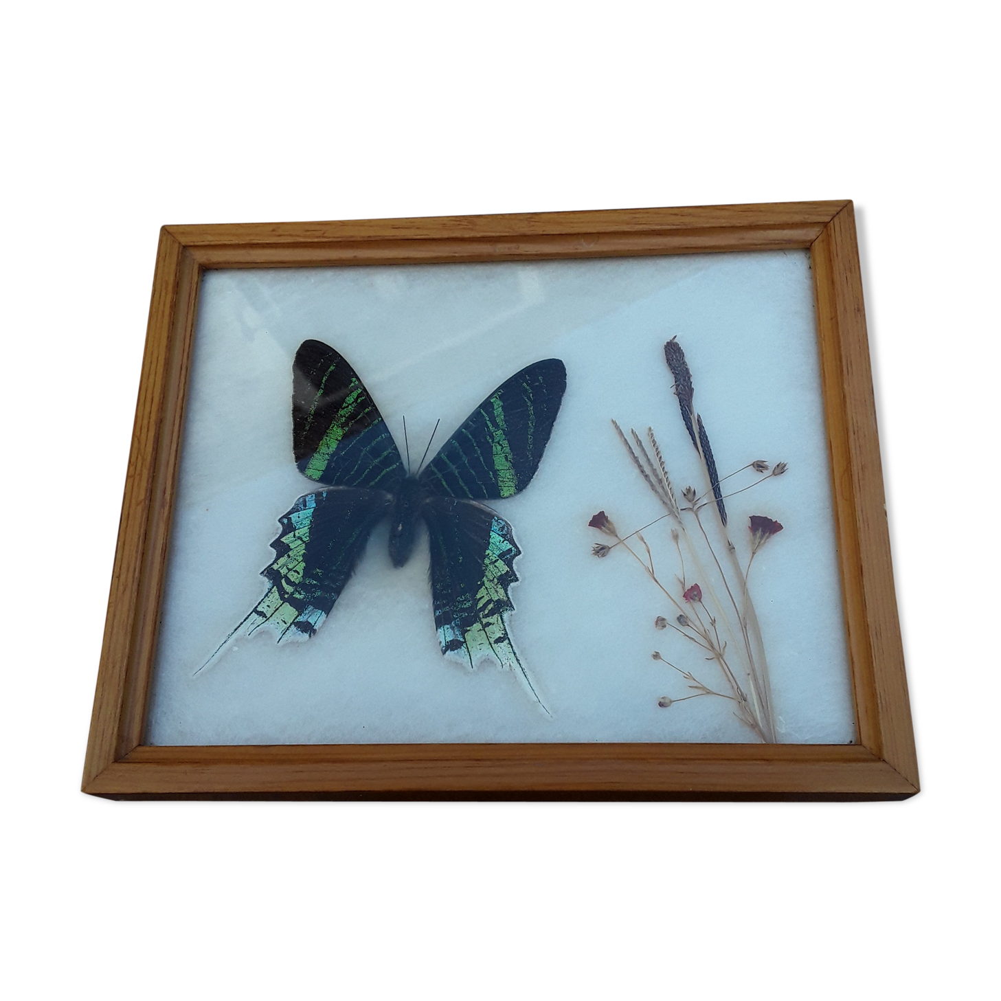 Framed Butterfly Urania-Leilus