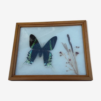 Framed Butterfly Urania-Leilus