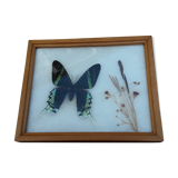 Framed Butterfly Urania-Leilus