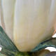 Jérôme Massier, pot cover "Tulip"