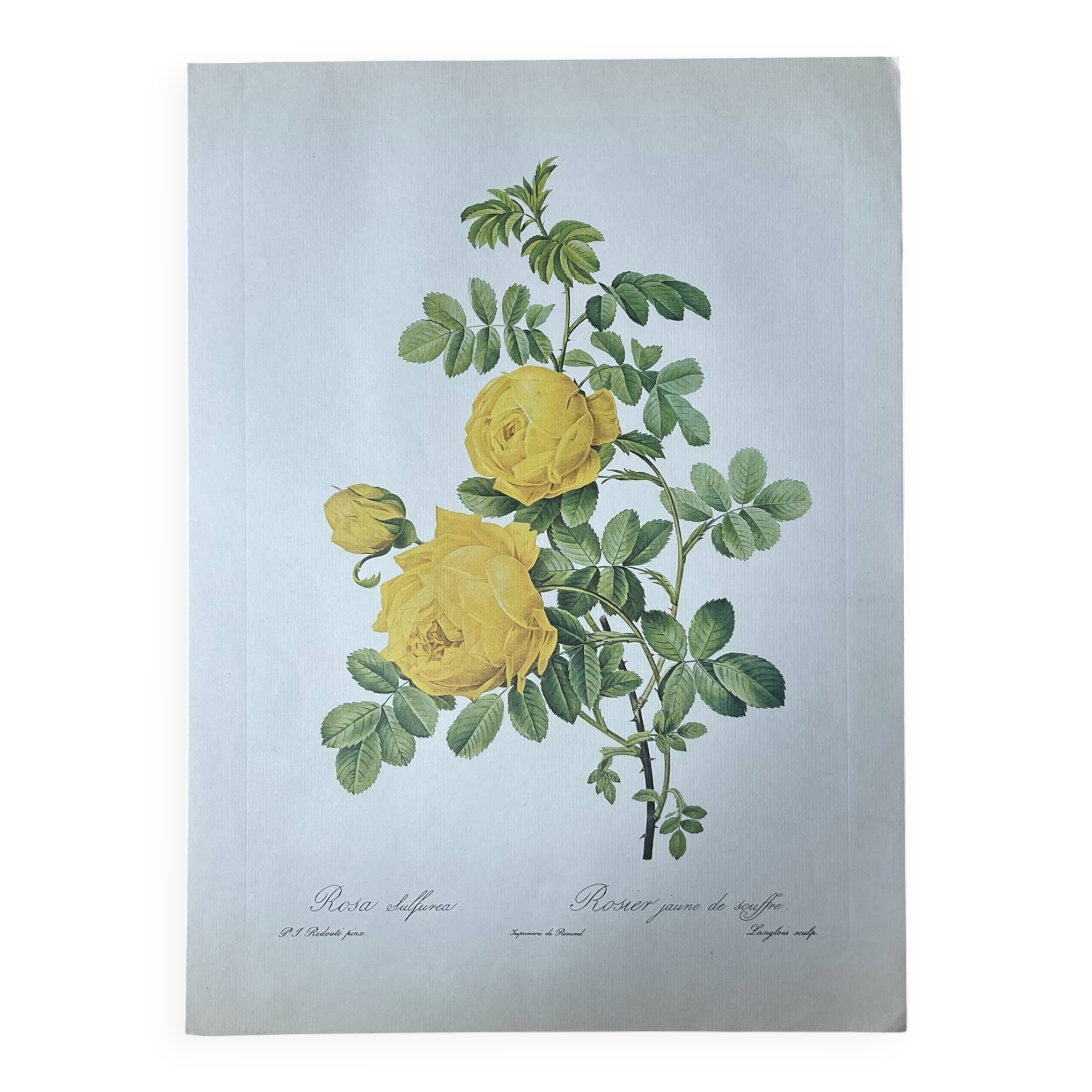 Botanical plate - Sulphur yellow rose 40.4x29.9cm