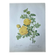 Botanical plate - Sulphur yellow rose 40.4x29.9cm