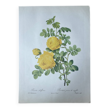 Planche botanique - Rosier jaune de soufre 40,4x29,9cm