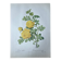 Botanical plate - Sulphur yellow rose 40.4x29.9cm