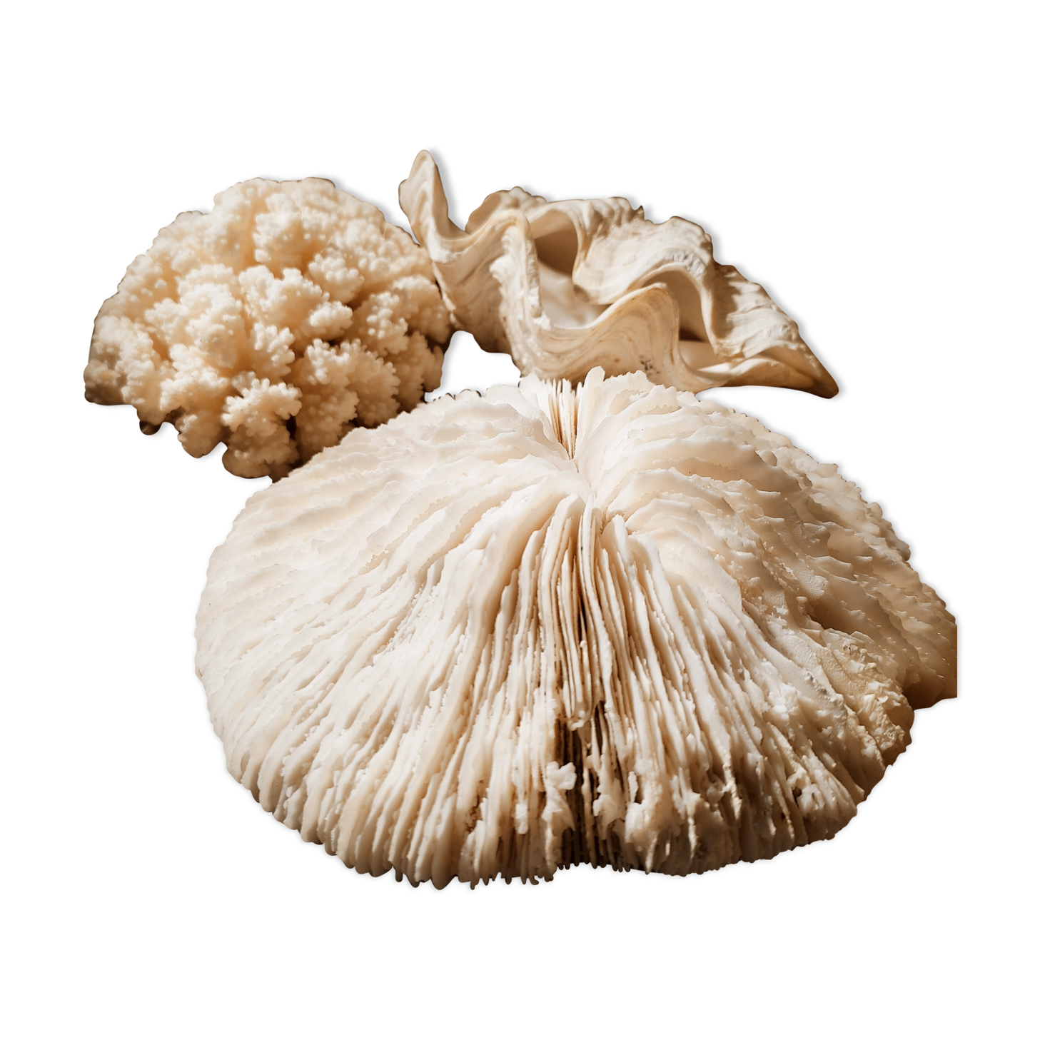 Corals and shellfish