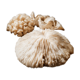 Corals and shellfish