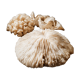 Corals and shellfish