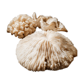 Corals and shellfish