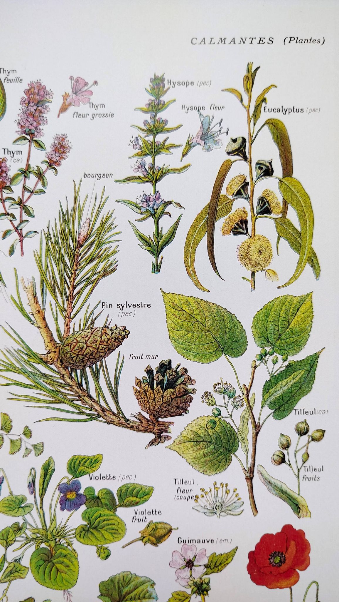 Affiche sur les plantes calmantes, d'après une lithographie de 1928