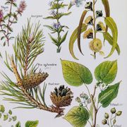 Affiche sur les plantes calmantes, d'après une lithographie de 1928