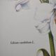 Flower board -White Lily- Illustration of medicinal plants