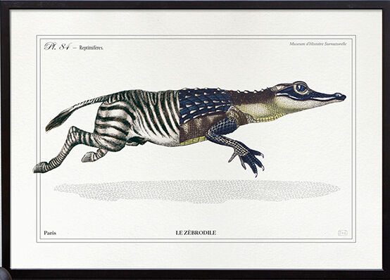 Chimera lithograph animal engraving - the zebrodile