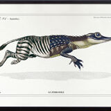 Chimera lithograph animal engraving - the zebrodile
