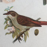 Planche originale oiseaux chanteurs