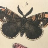 Flower and butterfly boards 1876