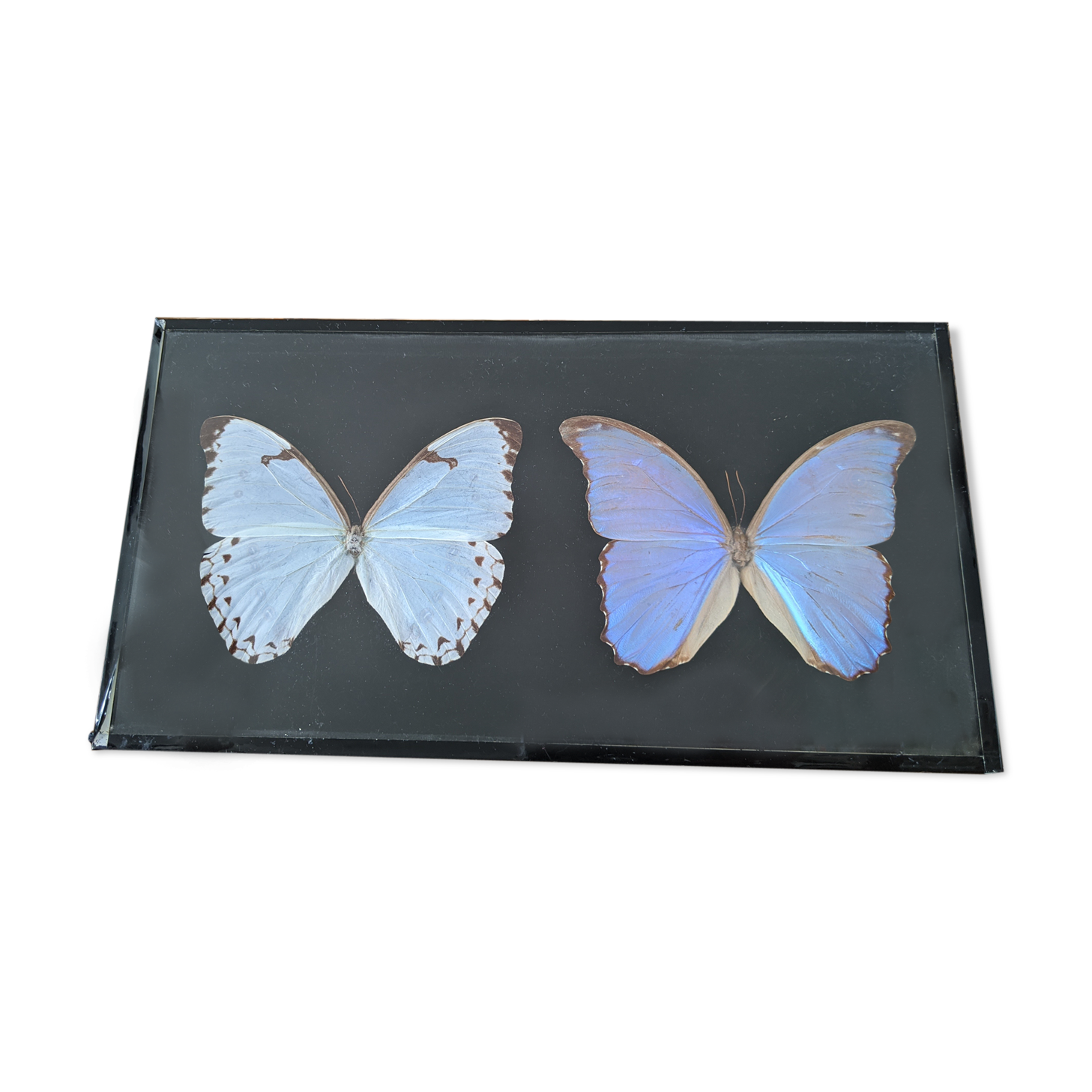 Naturalized butterflies