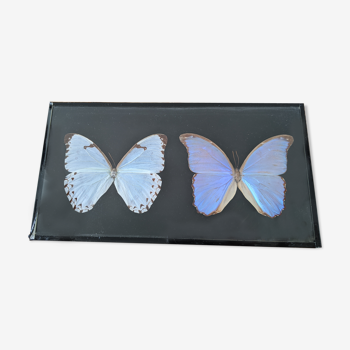 Naturalized butterflies