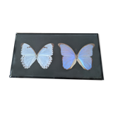 Naturalized butterflies
