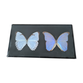 Naturalized butterflies