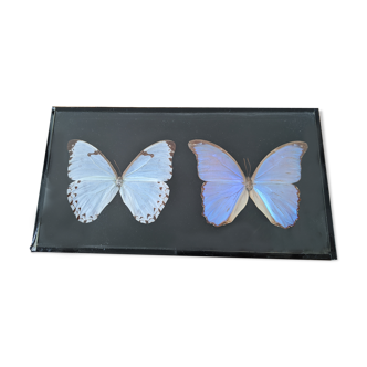 Naturalized butterflies