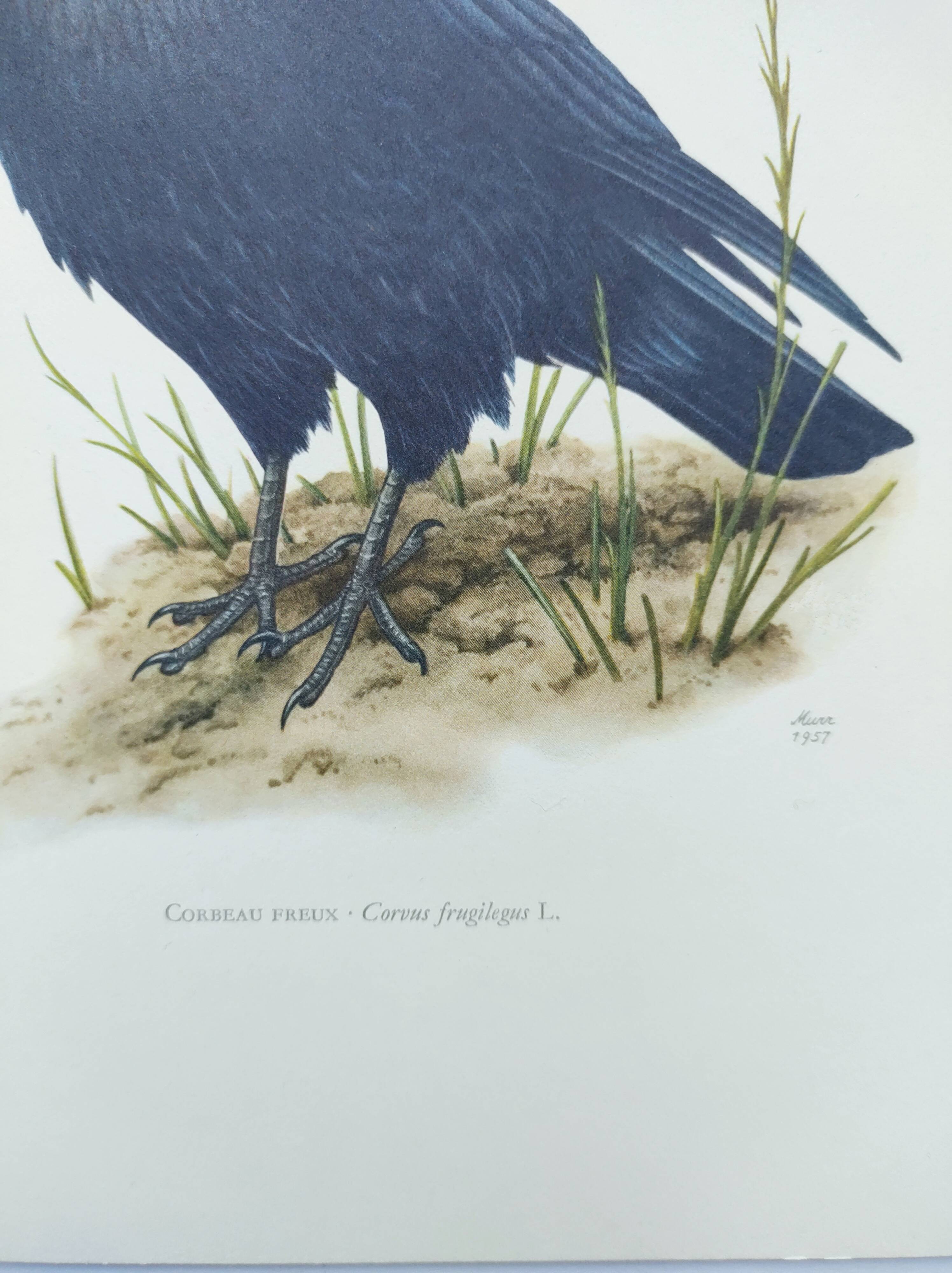 Old vintage bird board from the 60s 🐦 Crow Rook 🦜 Ornithological illustration