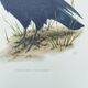 Old vintage bird board from the 60s 🐦 Crow Rook 🦜 Ornithological illustration