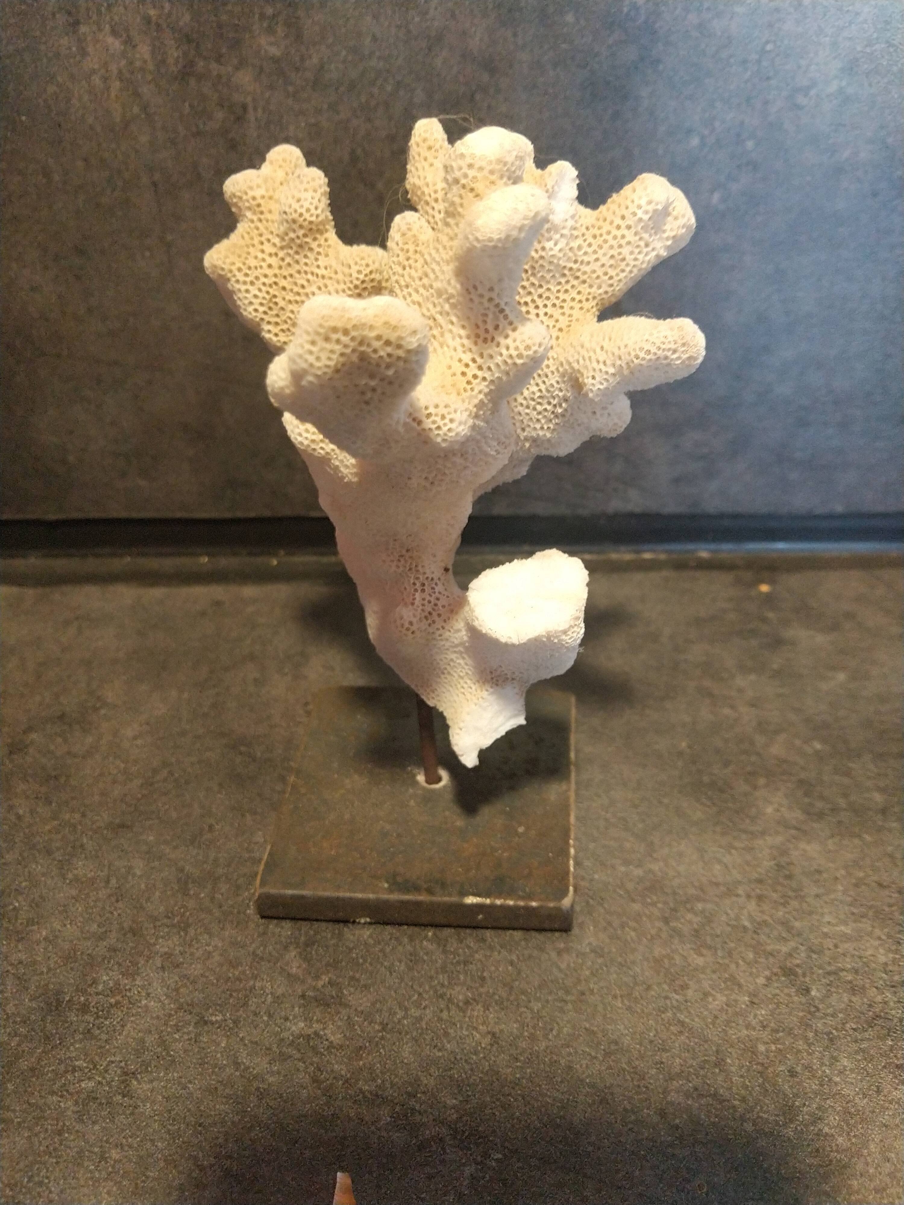 Coral on pedestal