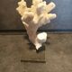 Coral on pedestal