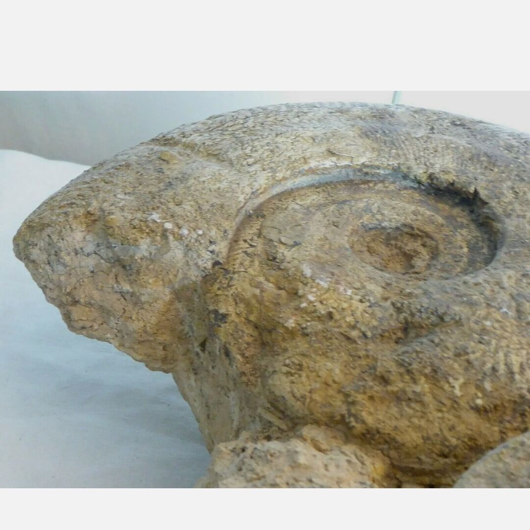 Fossil ammonite curiosity cabinet