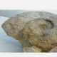 Fossil ammonite curiosity cabinet