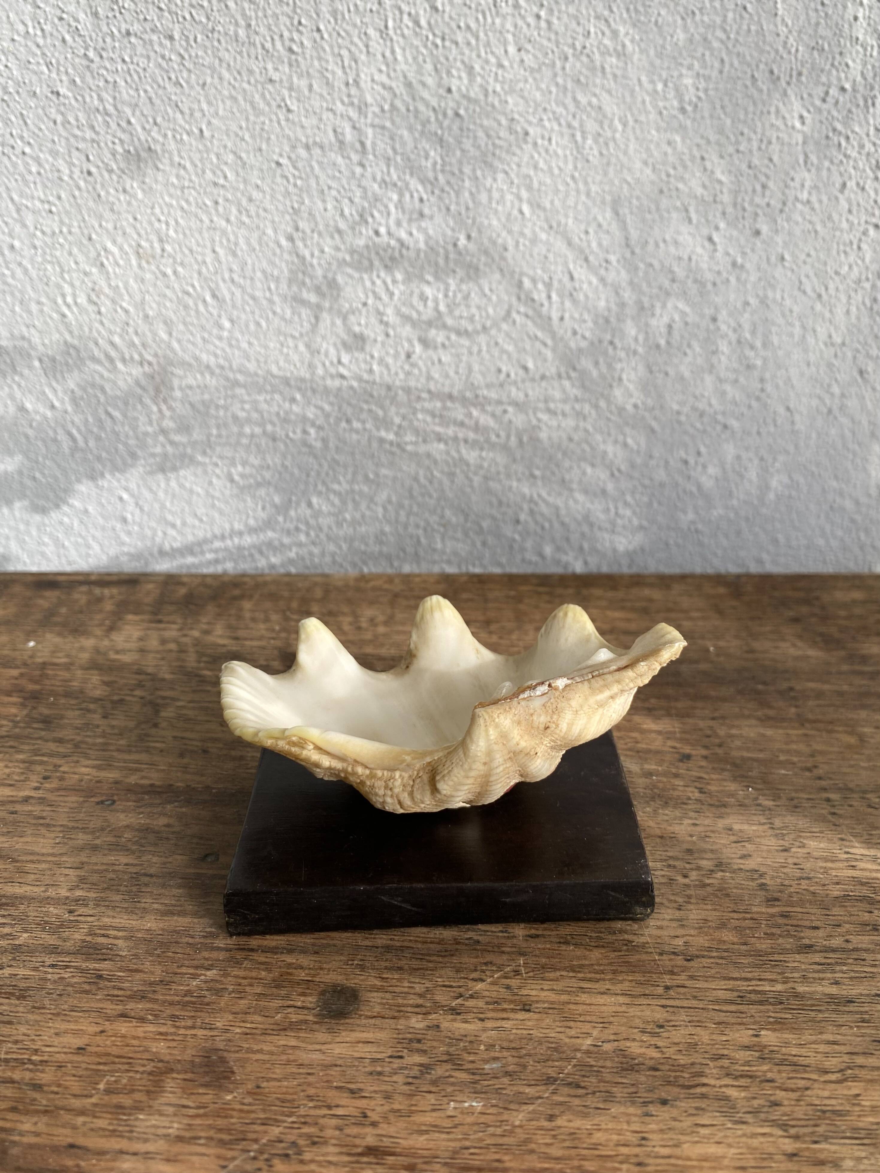 Shell on base, cabinet of curiosities