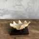 Shell on base, cabinet of curiosities