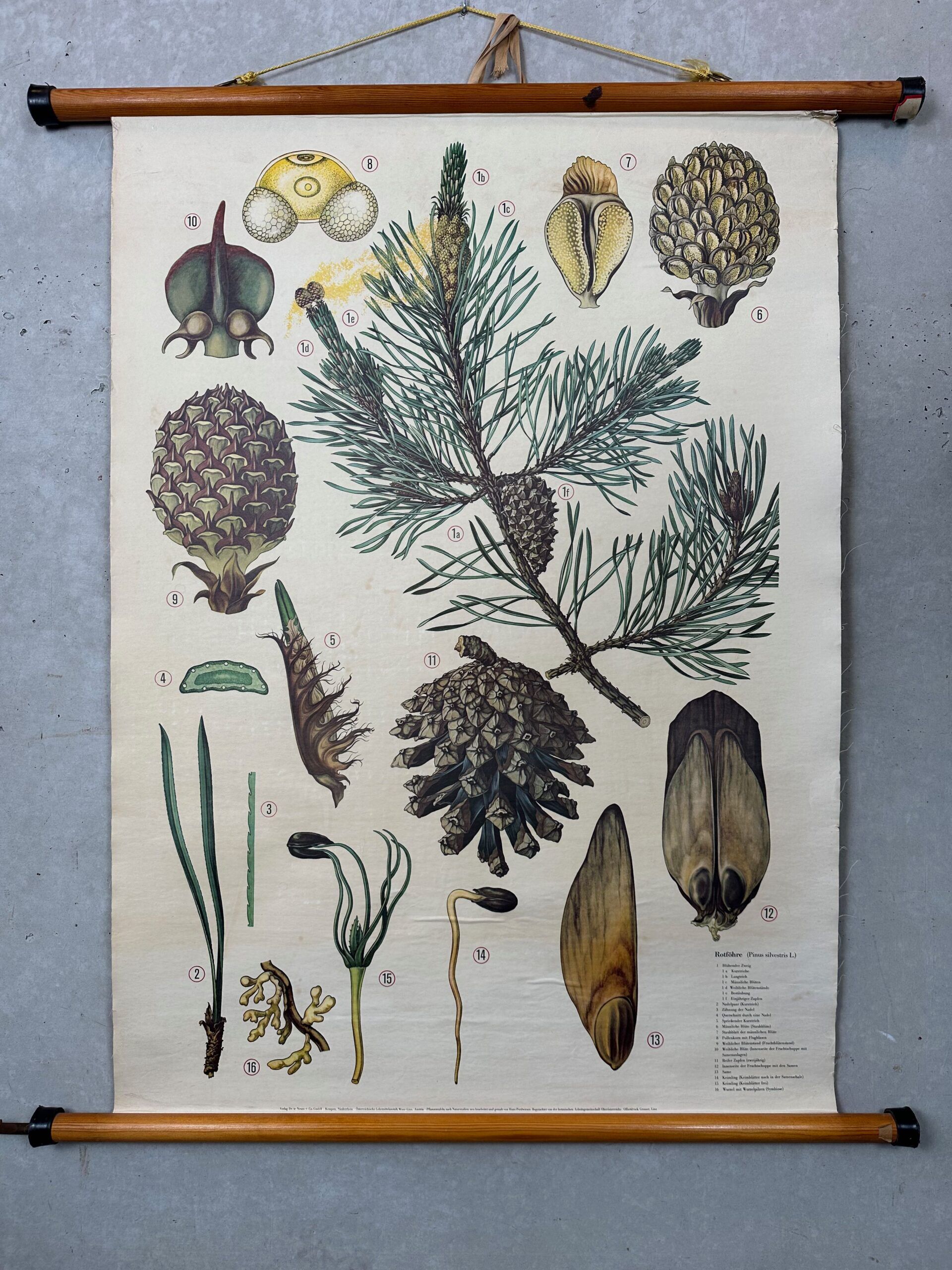 Antique linen school chart + Brendel models