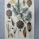 Antique linen school chart + Brendel models
