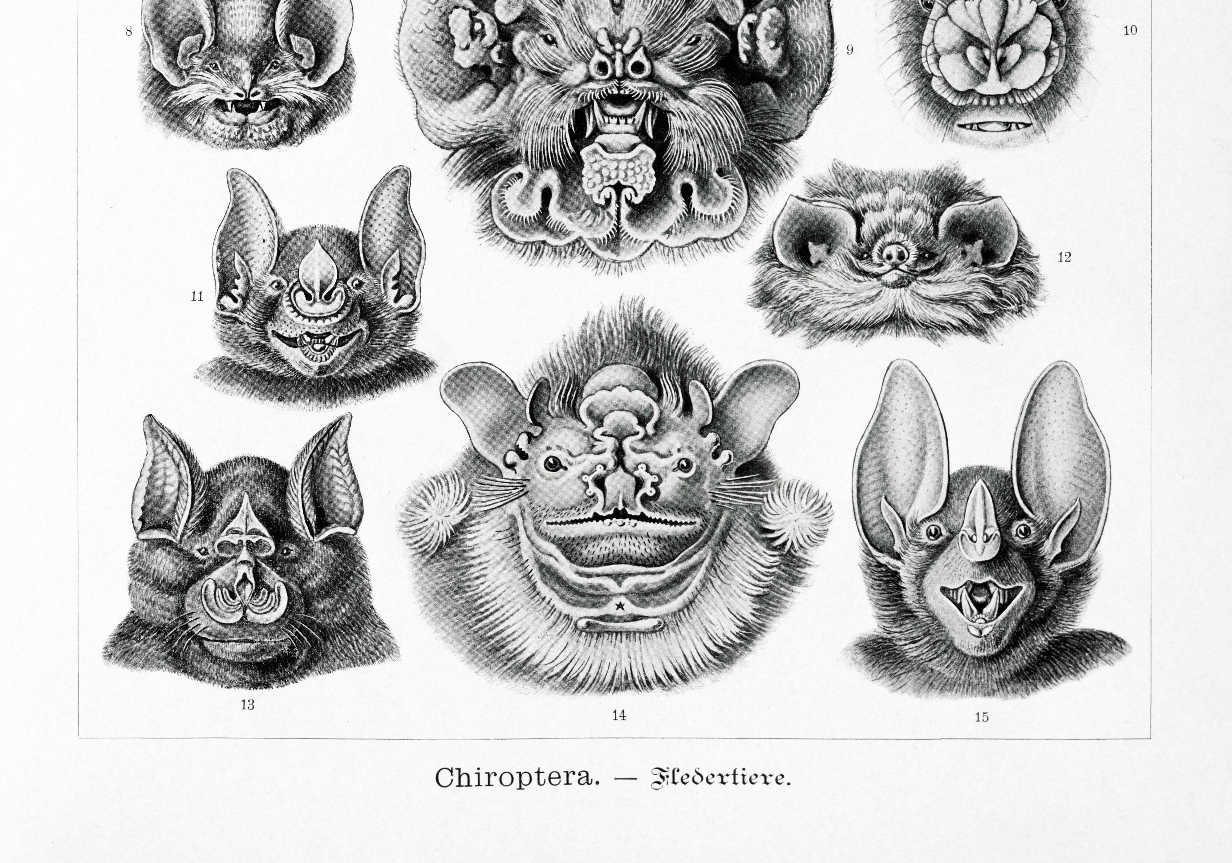 Poster about “bats”, based on an old lithograph from 1904