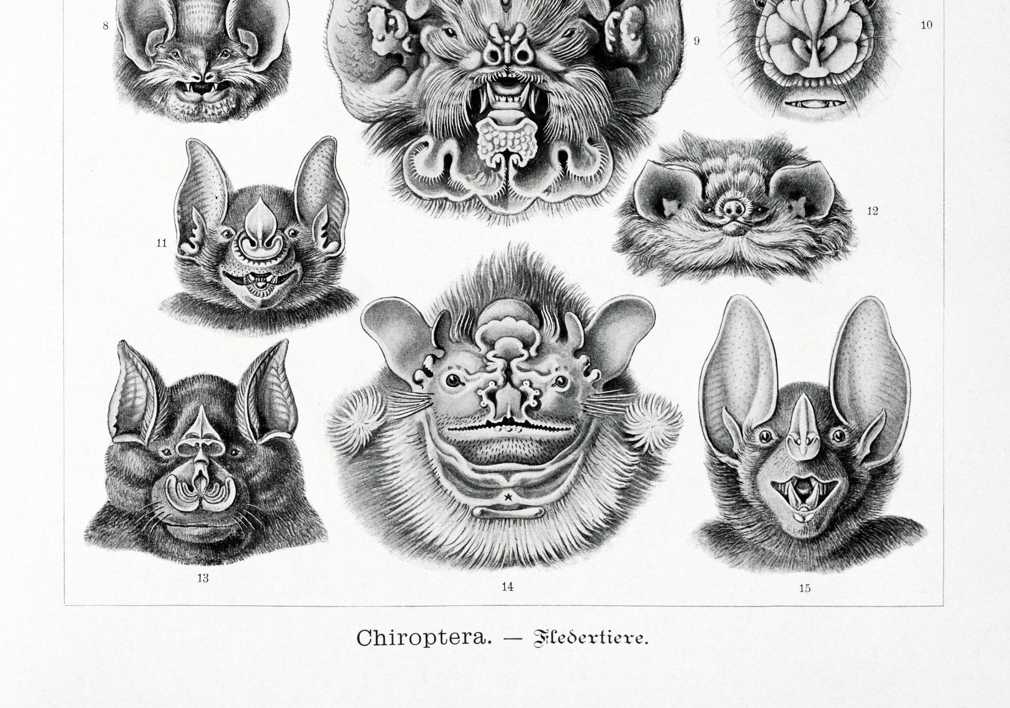 Affiche sur “les chauves-souris”, d’après une lithographie ancienne de 1904