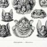 Poster about “bats”, based on an old lithograph from 1904